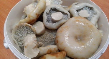 Jednoduché recepty, jak doma nakládat mléčné houby za tepla i za studena